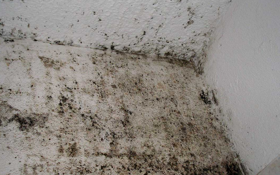 Effective ways to get rid of mold in your home