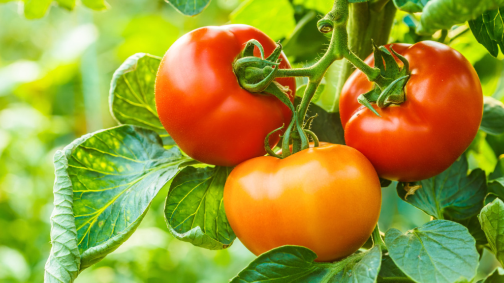 Tomato Delicious Abundance and Health Benefits