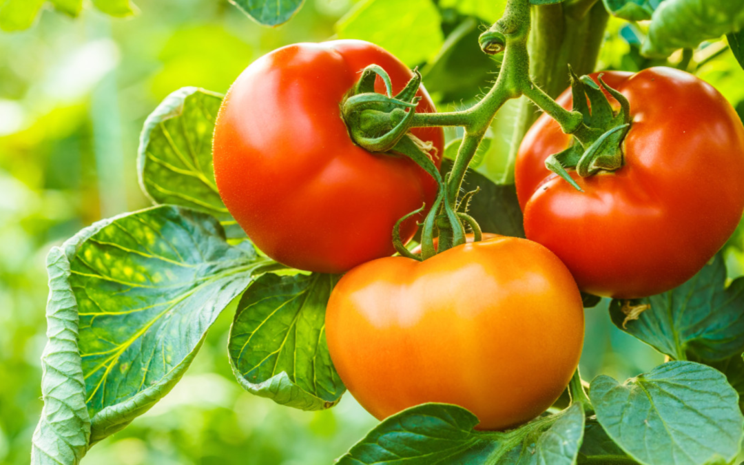 Tomato: Delicious Abundance and Health Benefits